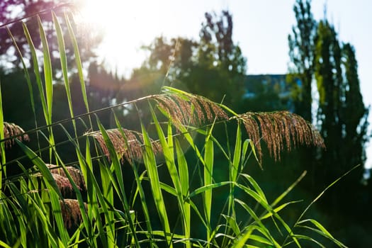 Feathery Plant Sunset Solar Flare Warm Outdoors Park