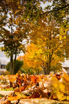 Leaves Ground Texture Detail Autumn Grass Fall Season Outdoors Red Yellow Orange Blur Trees Background