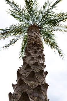 Palm Tree Isolated on White from Base of Trunk