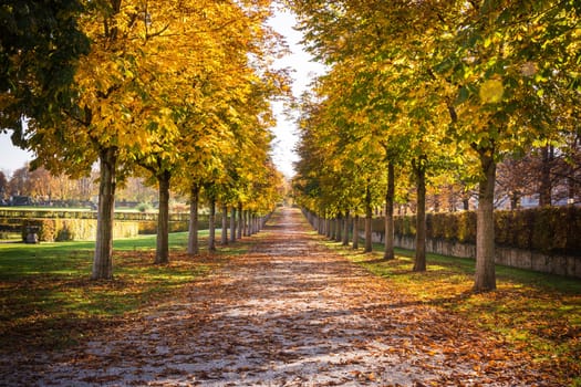Park Pathway Trail Autumn Fall Stone Dirt Walking Long Perspective Dead Leaves on Ground Daytime Warm Beautiful Light Diagonal Lines Distance