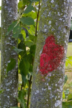 Red Marked Tree Difference Green Contrast Texture Macro