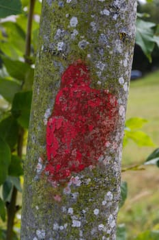 Red Marked Tree Difference Green Contrast Texture Macro