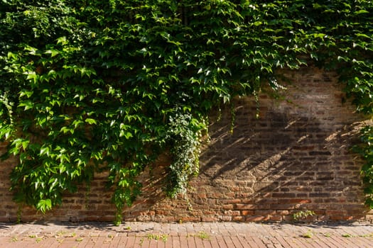 Simple Ivy Vine Growth Facing Rustic Brick Wall