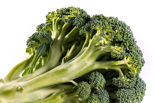 Single Brocoli Stem Top Bush Vegetable Fresh Cooking Raw Ingredient Isolated White Background Detail Closeup