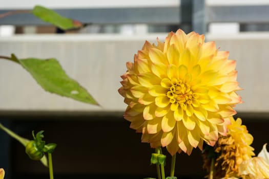 Puffy Flower Yellow Petals Dense Pale Outdoors Closeup