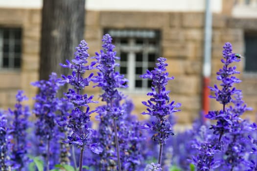 Purple Blue Flowers Lavendar Lilac Field Garden European City