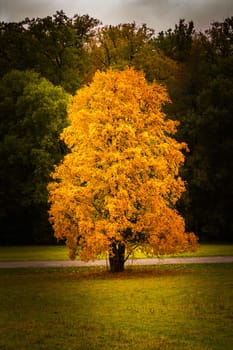 Autumn Fall Season Changing Leaves Contrast Single Oak Tree Alone Forest Independent Orange Yellow Red Leaves Plant Field Landscape Path Wood Bright