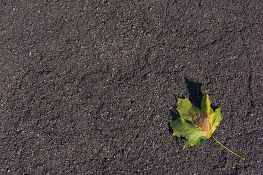 Asphalt Road Leaf Laying Alone Single Autumn Texture Abstract