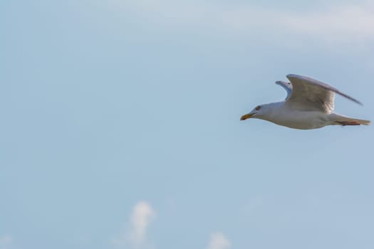 Pure White Seagull Mid Flight Blue Sky