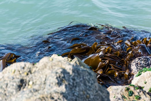 Seaweed Close Up Texture Shot Rocks Shore Beach
