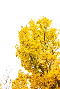 Autumn Fall Season Seasonal Leaves Changing Yellow Background Detail Texture Isolated White Orange Green Red Oak Tree