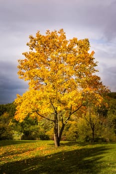 Autumn Fall Season Changing Leaves Contrast Single Tree Alone Forest Independent Orange Yellow Red Leaves Plant Field Landscape Path Wood Bright