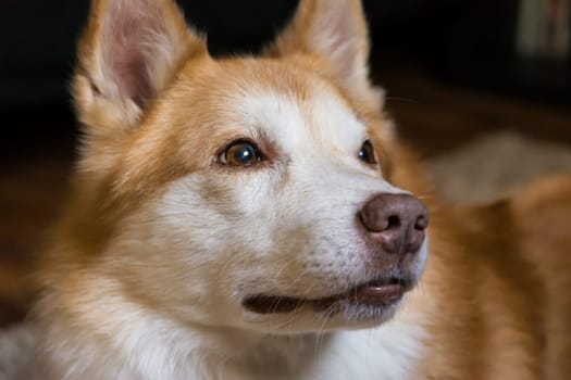 Beautiful Orange White Furry Dog Indoor Housepet Portrait Warmth Sunlight Open Closed Eyes Happy Laying Sitting