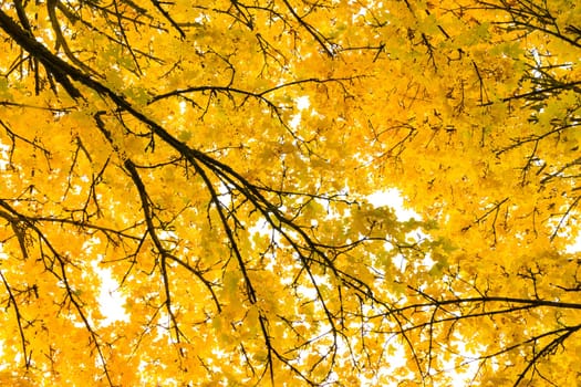 Autumn Fall Season Seasonal Leaves Changing Yellow Background Detail Texture Isolated White Orange Green Red Oak Tree