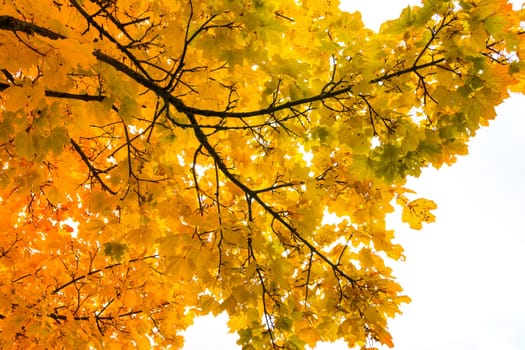 Autumn Fall Season Seasonal Leaves Changing Yellow Background Detail Texture Isolated White Orange Green Red Oak Tree