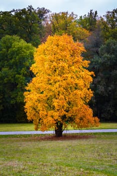Autumn Fall Season Changing Leaves Contrast Single Oak Tree Alone Forest Independent Orange Yellow Red Leaves Plant Field Landscape Path Wood Bright