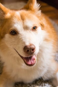 Beautiful Orange White Furry Dog Indoor Housepet Portrait Warmth Sunlight Open Closed Eyes Happy Laying Sitting
