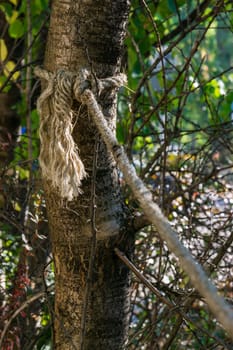 Rope Secure Tied Around Tree Trunk Strength Outdoors Morning