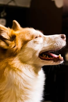 Beautiful Orange White Furry Dog Indoor Housepet Portrait Warmth Sunlight Open Closed Eyes Happy Laying Sitting
