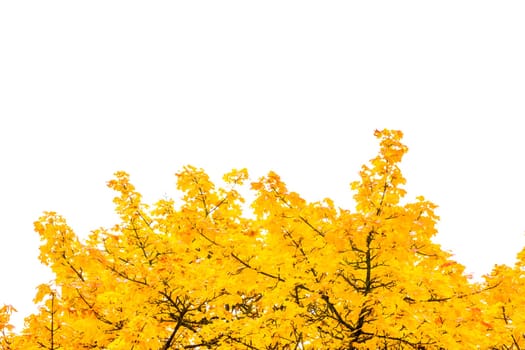 Autumn Fall Season Seasonal Leaves Changing Yellow Background Detail Texture Isolated White Orange Green Red Oak Tree