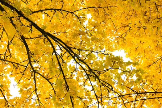 Autumn Fall Season Seasonal Leaves Changing Yellow Background Detail Texture Isolated White Orange Green Red Oak Tree