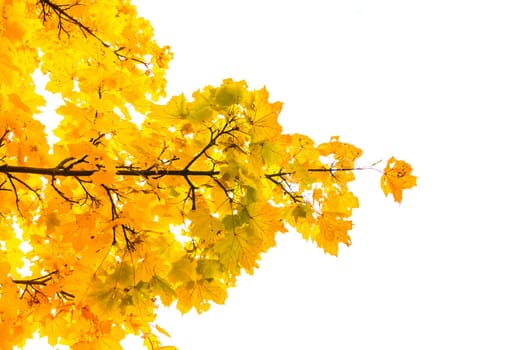 Autumn Fall Season Seasonal Leaves Changing Yellow Background Detail Texture Isolated White Orange Green Red Oak Tree
