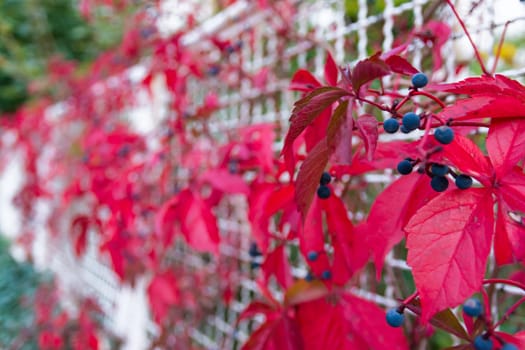 Blue Berries Bright Red Leaves Plant Growing Fence White Metal Contrast Abstract Nature