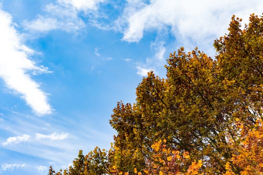 Blue Sky Autumn Orange Yellow Red Leaves Canopy Tree Background Nature Outdoors