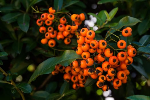 Bright Orange Berries Green Bush Plant Macro