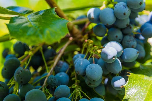 Bush Berries Wild Nature Leaves Green Blue Plant