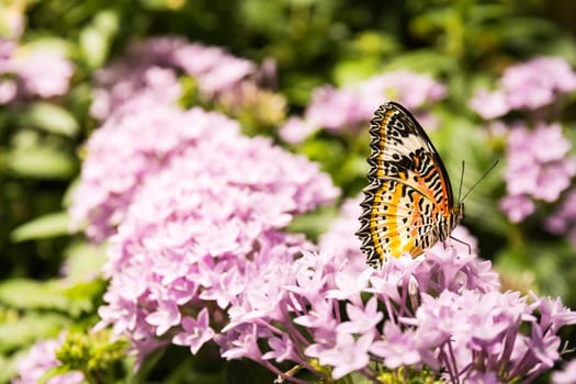 Butterfly Large Wings Sitting on Flower Leaves Petals Bush Insect Beautiful