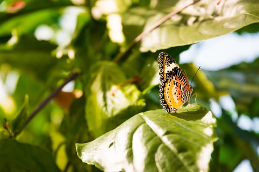 Butterfly Large Wings Sitting on Flower Leaves Petals Bush Insect Beautiful