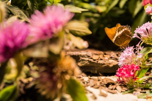 Butterfly Large Wings Sitting on Flower Leaves Petals Bush Insect Beautiful