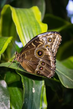 Butterfly Large Wings Sitting on Flower Leaves Petals Bush Insect Beautiful