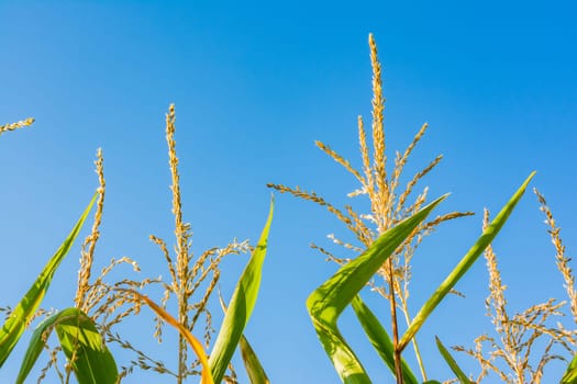 Corn Plant Top Macro Detail Sunny Blue Sky Contrast