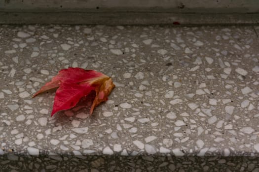 Red Leaf Oak Fallen Season Autumn Concrete Staircase Single