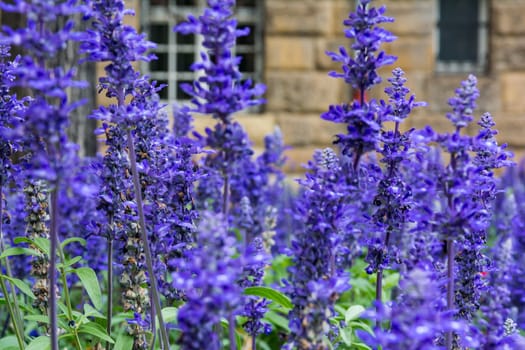 Purple Blue Flowers Lavendar Lilac Field Garden European City