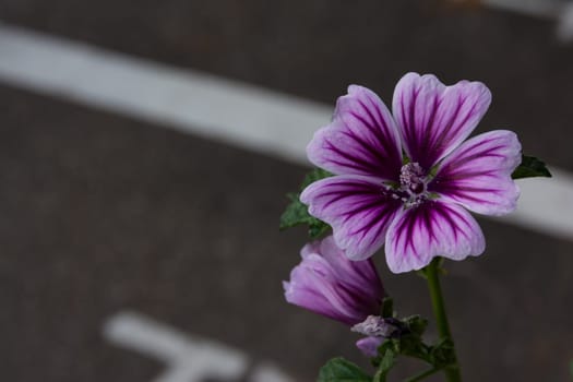 Purple Stripe White Flower Macro Detail Line Natural