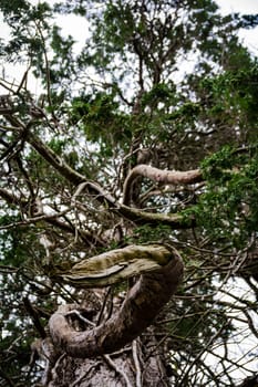 Curve Branch Wood Texture Coming Toward Viewer