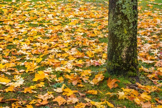 Dead Autumn Fall Leaves Season Laying Ground Grass Orange Brown Yellow Green Colorful Season Trunk Bottom Bark