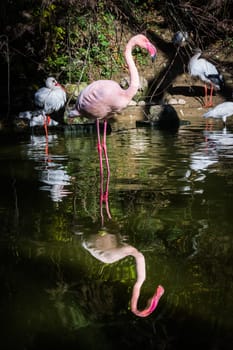 Flamingo One Leg Standing Water Pink Reflection Symmetric Pond Lake Zoo Exotic Animal Bird Looking at Camera