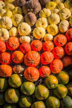 Group Pumpkin Closeup Texture Field Many Colorful Orange White Green Dark Red Sizes Varying Field Garden Decoration Organic Growing Farm Autumn Fall Season