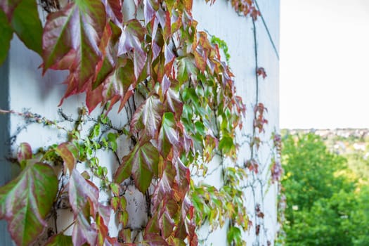 Green Red Leaves Vines Growing on Cement Wall