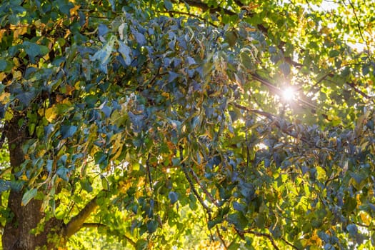 Green Tree Leaves with Sun Shining Through