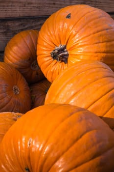 Group Pumpkin Closeup Texture Field Many Colorful Orange White Green Dark Red Sizes Varying Field Garden Decoration Organic Growing Farm Autumn Fall Season