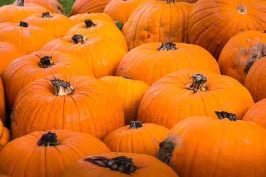 Group Pumpkin Closeup Texture Field Many Colorful Orange White Green Dark Red Sizes Varying Field Garden Decoration Organic Growing Farm Autumn Fall Season