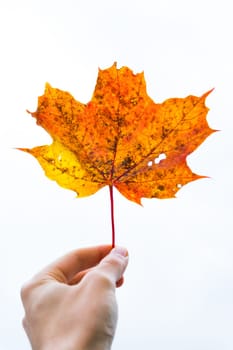 Hand Fingers Holding Delicate Stem Red Orange Yellow Dead Oak Leaf Autumn Fall Seasonal Plant Tree Dead Isolated White Background