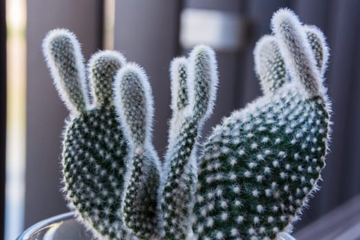 Macro Small Fuzzy Cactus Decoration Interior