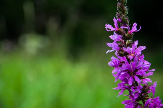Macro Shot of Purple Flowers on Long Stem in Blurred Field