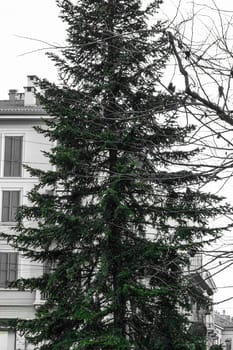 Isolated Green Christmas Tree in City Square Outdoors Milan Italy